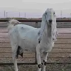 عنز مطوره تامه
