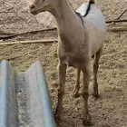 مشروع فحل تيس شبيه الوعل
