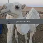 بكرة مقنوي ساسها ابوعجاريد موقع الزلفي