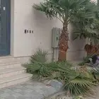 ابوياسين لبيع جميع انواع النخيل البلدي والواشنطن والفسيل