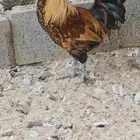 دياكه نظيفه وسمان