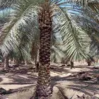 نخل للبيع بجميع أنواعها ومقاساته