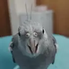 كروان ضايع في خميس مشيط