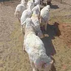 خرفان حريات