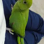 طيور