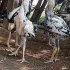 ديوك للبيع ماشاءالله تبارك الرحمن