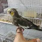 فروخ كروان وروز