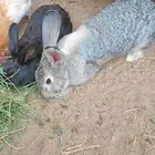 ارانب شنشلا وا ايطالي