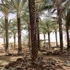 توريد جميع انواع النخل العربي والواشنطني