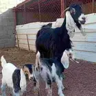 عنز حدرها توم