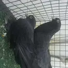 للبيع زوج تركي اسود لمعة