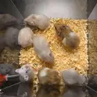 هامستر سوري همتارو حيوان الليف للاطفال هديه