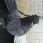 للبيع فردات زينة