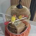 طيور روز للبيع