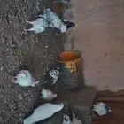 حمام بكستاني