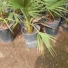 تنسيق حدائق