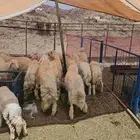 طليان ضحايا للبيع