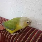 اناناس كنيور