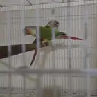 جوز كنيور اناناس