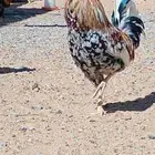 ديك ماكنتوش