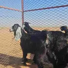 تيس وجفره