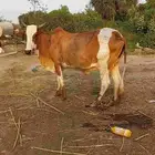 بقرة للبيع