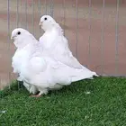 زوج كشكشي للبيع