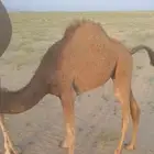 قعدان على حليب امهاتها