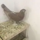 للبيع زوج تركي نادر