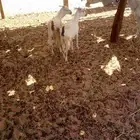 جفار بيشيات
