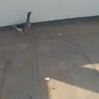 وز عرقي