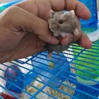 هامستر روسي اليف للبيع