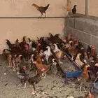 دجاج بشاير اعمار 4الى 5