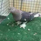 للبيع انثى اورفلية وانثى صينية شاينز