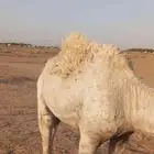 للبيع