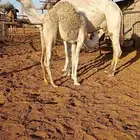 للبيع عشراء طيبه السن رباع