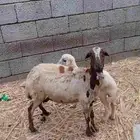 ماشاء الله تبارك الله فاخر من الاخر