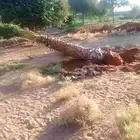 معلم النخيل قشع ر ز