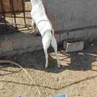 تيس جنوبي للبيع