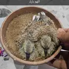 قمري نزل منتج