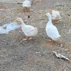 بط بكيني للبيع