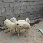 فران