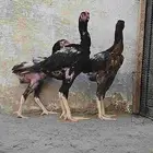 فروخ باكستاني سندي