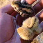 سمان و صوص سمان للبيع