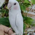 أجمل ببغاء روز أبيض صافي عيون حمرا أليف