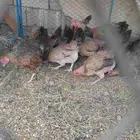 دجاج ترثه