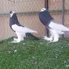 جوز نفاخ مسوبع منتج