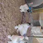 دجاج براهما دم صافي