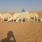 غنم حري