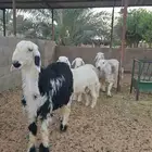 طليان نعيم وحري ونجدي ذبايح